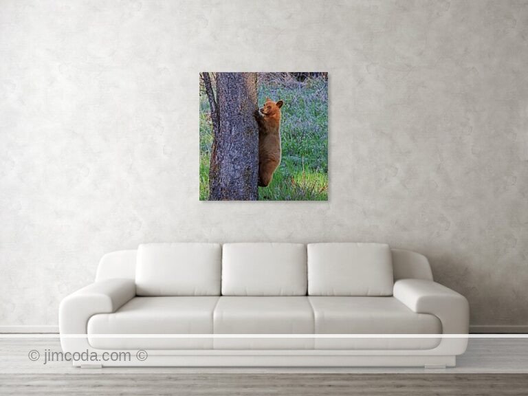 A black bear cub climbs a tree in Yellowstone National Park.