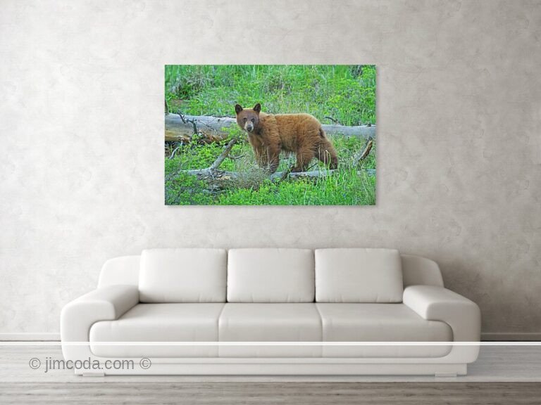 A black bear cub looks back in Yellowstone National Park.