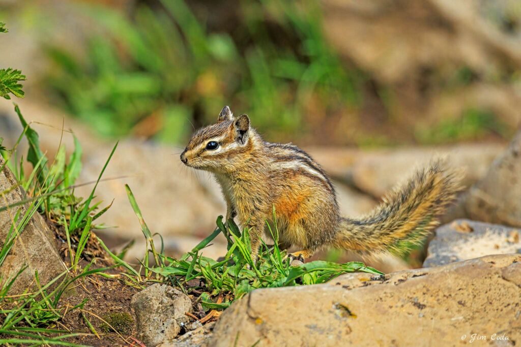 There are three chipmunk species in Yellowstone National Park, the least, the Uinta and the yellow-pine. I am not sure which this one is.