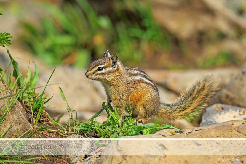 There are three chipmunk species in Yellowstone National Park, the least, the Uinta and the yellow-pine. I am not sure which this one is.
