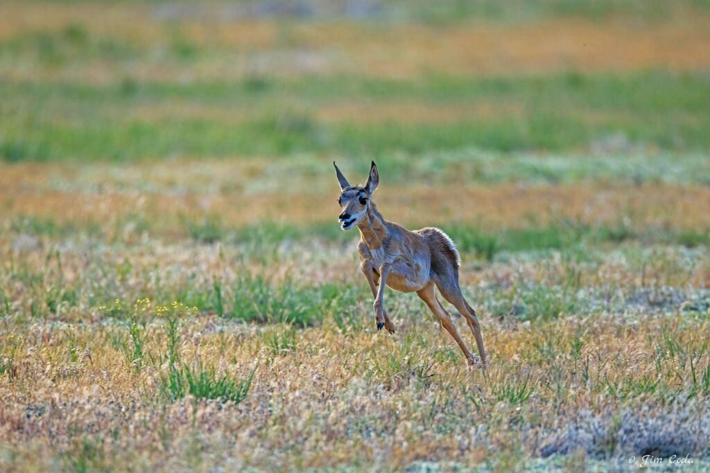 A pronghorn fawn runs for the sheer joy of it in Yellowstone National Park.