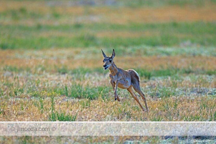 A pronghorn fawn runs for the sheer joy of it in Yellowstone National Park.