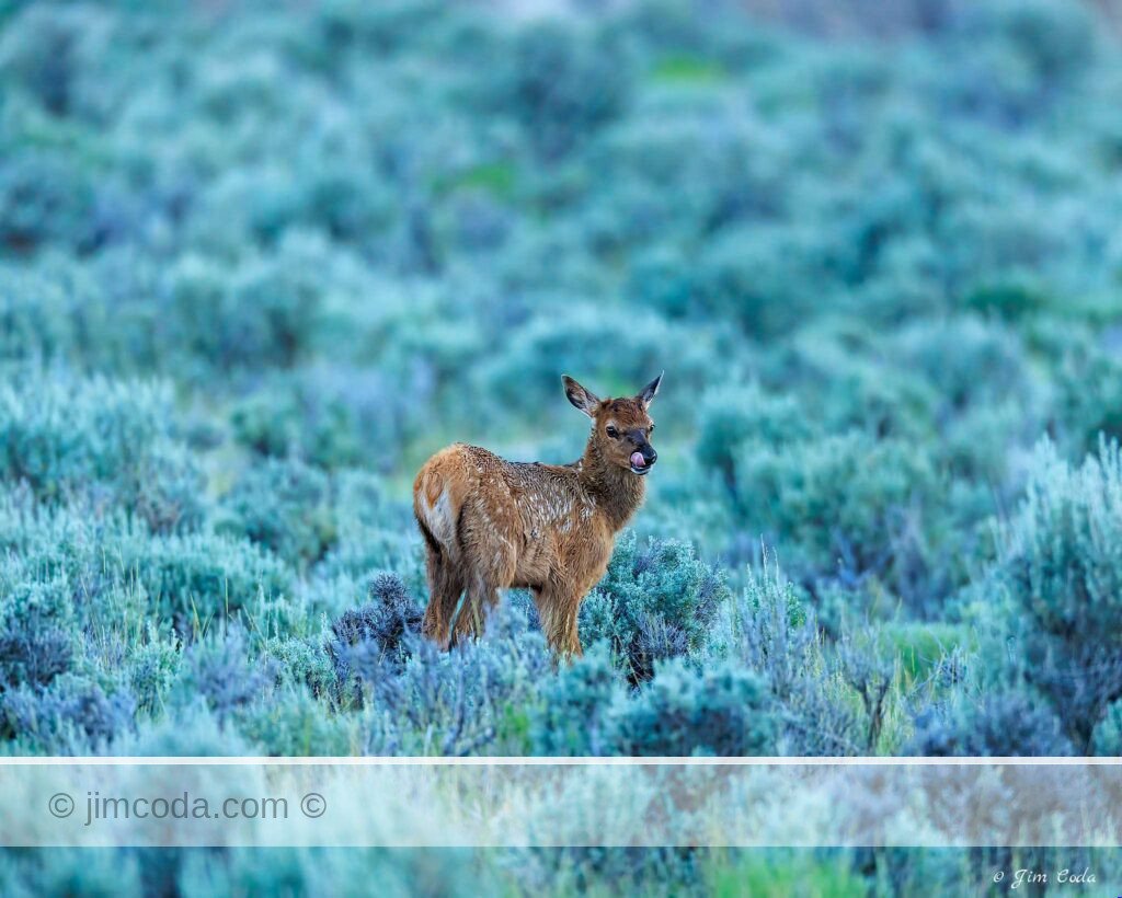 A very young elk calf in some sagebrush ventures away from mom.