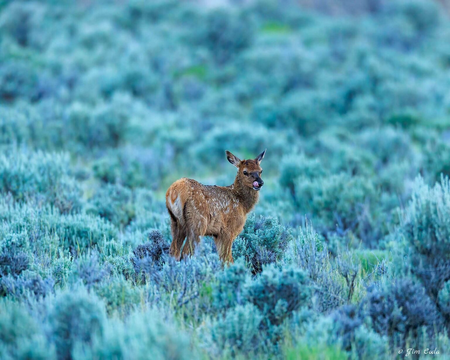 A very young elk calf in some sagebrush ventures away from mom.