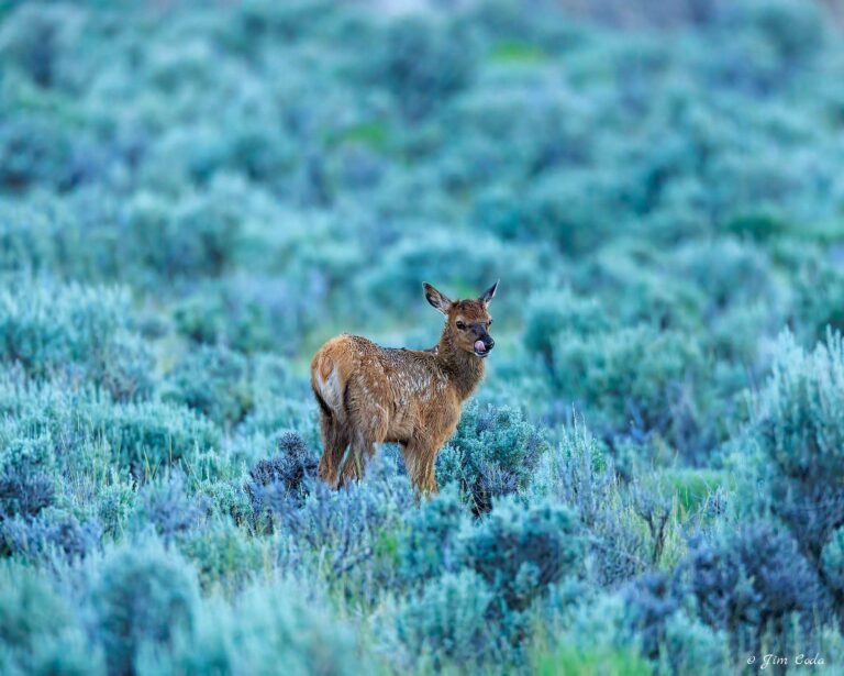 A very young elk calf in some sagebrush ventures away from mom.
