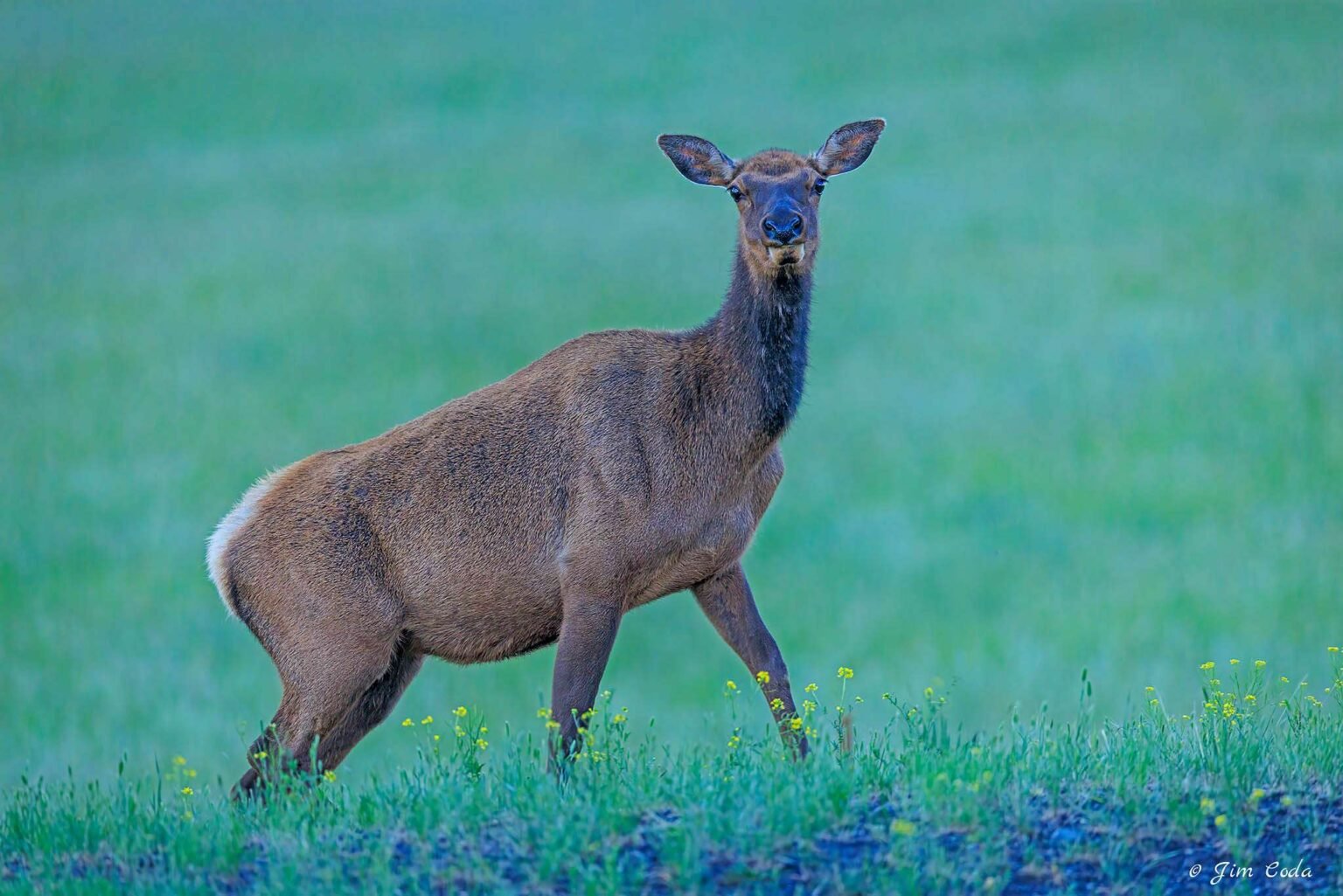 A cow elk poses by a meadow in Yellowstone National Park.