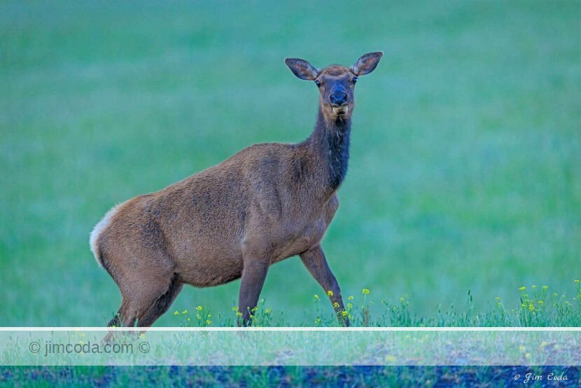 A cow elk poses by a meadow in Yellowstone National Park.