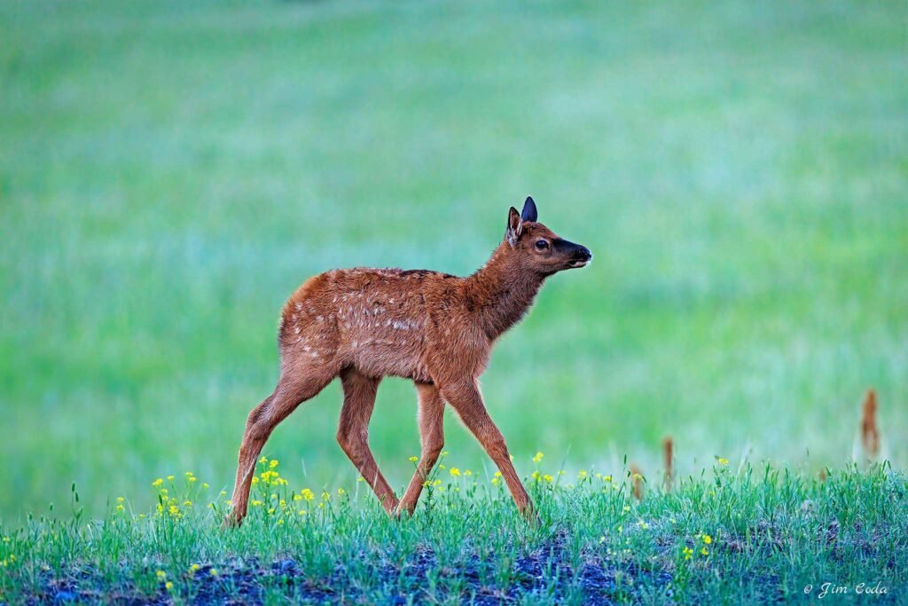 An elk calf walks through a grassy area in Yellowstone National Park