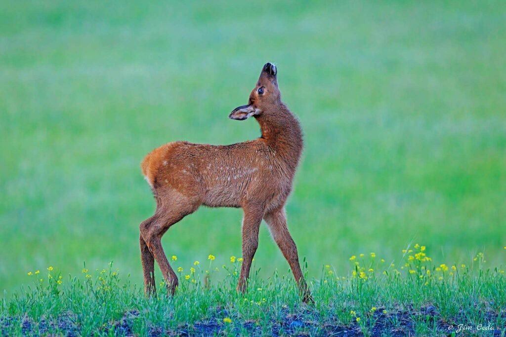An elk calf struts along in a meadow in Yellowstone National Park.