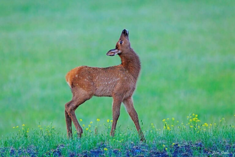 An elk calf struts along in a meadow in Yellowstone National Park.