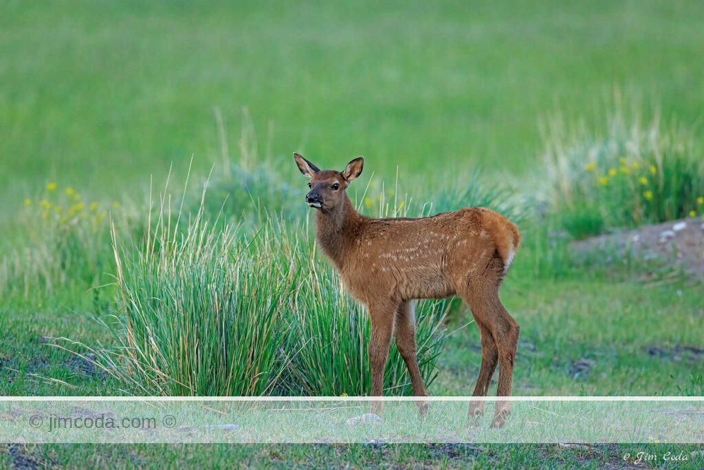 A very young elk calf pauses near its mother in Yellowstone National Park.