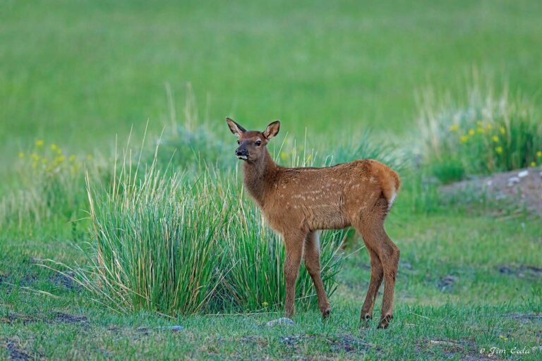A very young elk calf pauses near its mother in Yellowstone National Park.
