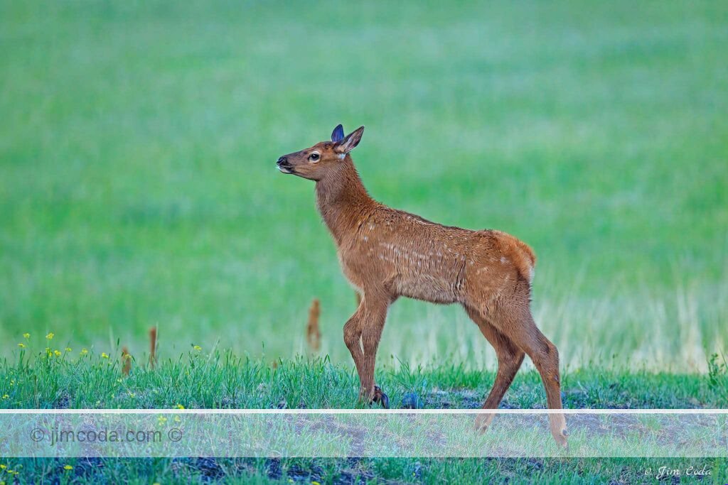 An elk calf moves along the edge of a meadow in Yellowstone National Park.