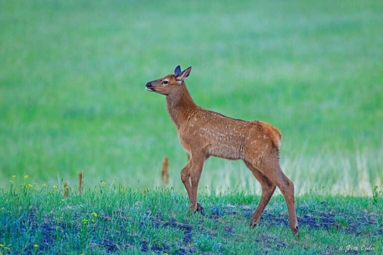 An elk calf moves along the edge of a meadow in Yellowstone National Park.