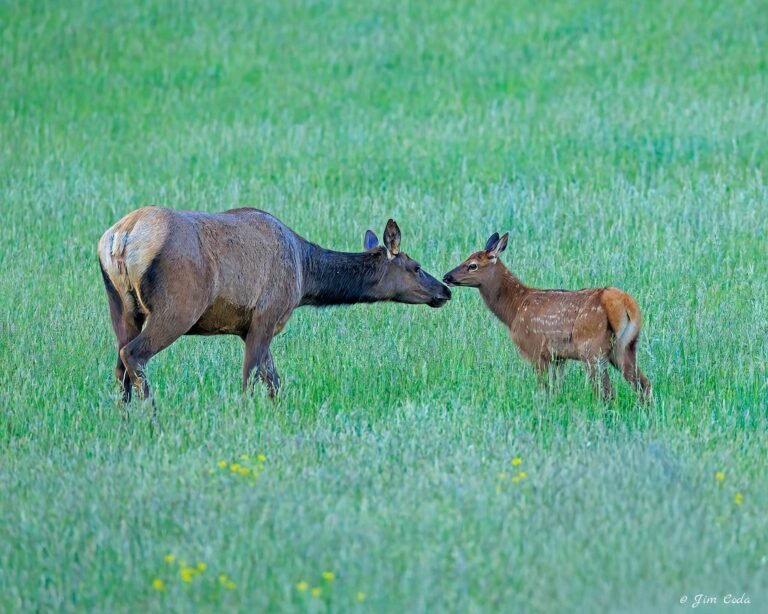 Elk cow and her calf greet each other in Yellowstone National Park.