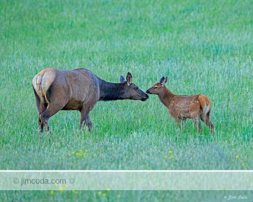 Elk cow and her calf greet each other in Yellowstone National Park.