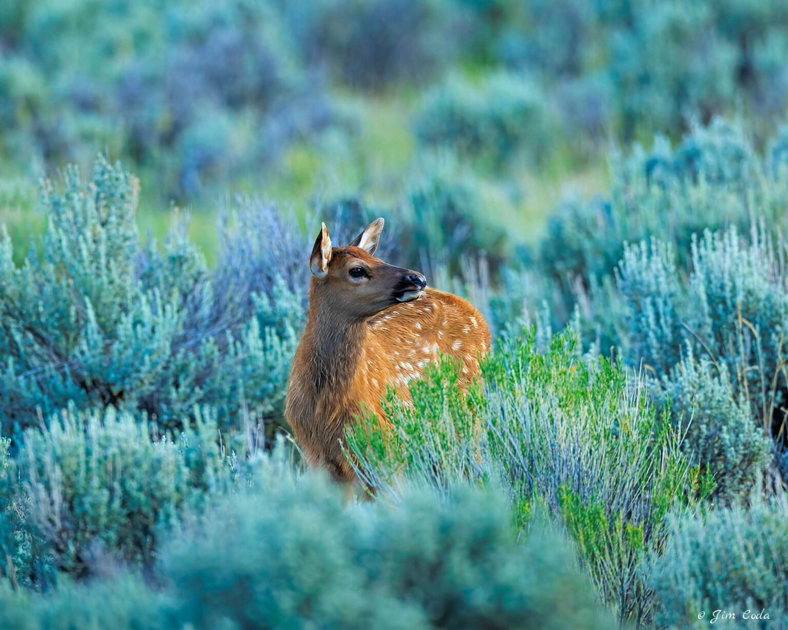 An elk calf stands in sagebrush with its mother nearby in Yellowstone National Park.