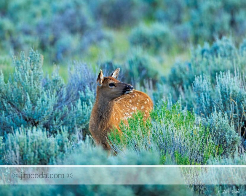 An elk calf stands in sagebrush with its mother nearby in Yellowstone National Park.