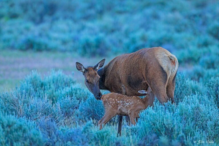 A mother elk cleans and nurses her calf in Yellowstone National Park.