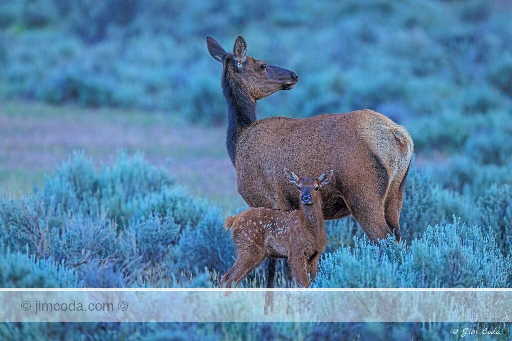 An elk cow and her calf stand in sagebrush in Yellowstone National Park.
