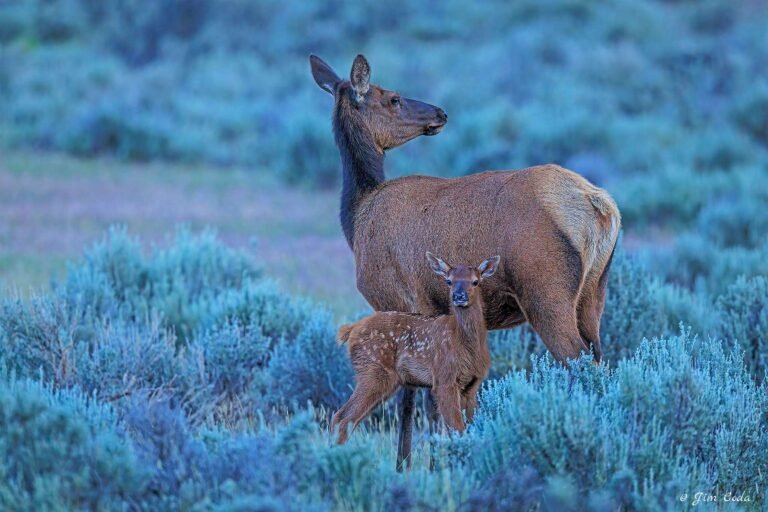 An elk cow and her calf stand in sagebrush in Yellowstone National Park.