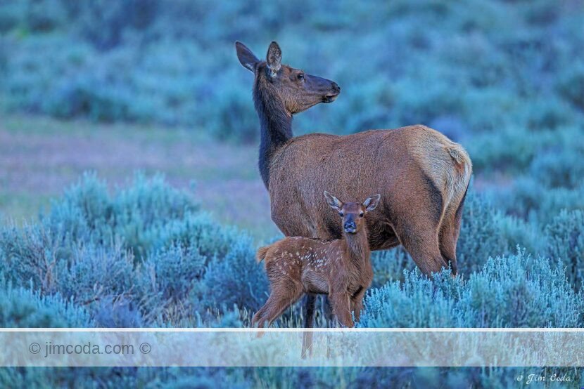 An elk cow and her calf stand in sagebrush in Yellowstone National Park.