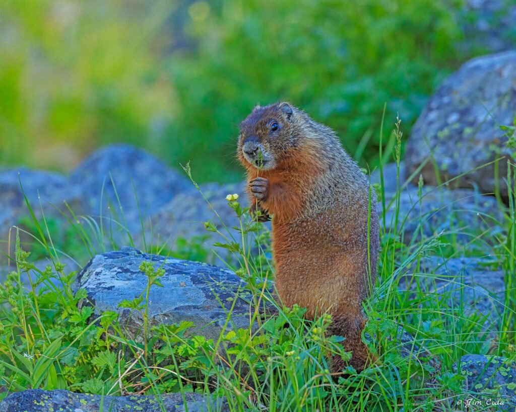 A Yellowbellied Marmot feeds on some grass in Yellowstone National Park.