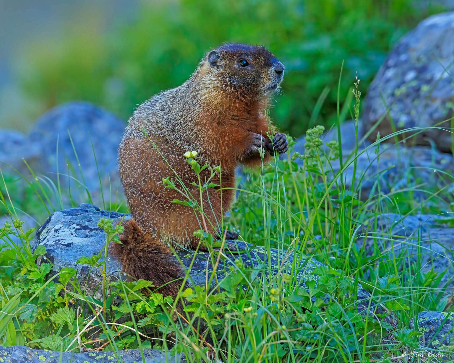 A marmot feeds on some grass in Yellowstone National Park.