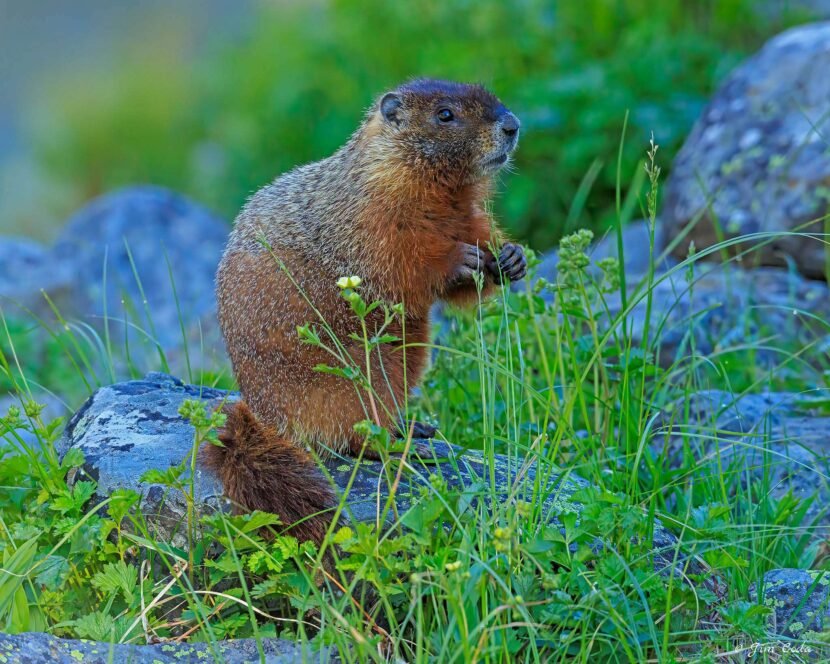A marmot feeds on some grass in Yellowstone National Park.