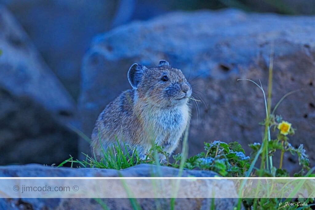 A pika chews on some vegetation in Yellowstone National Park.