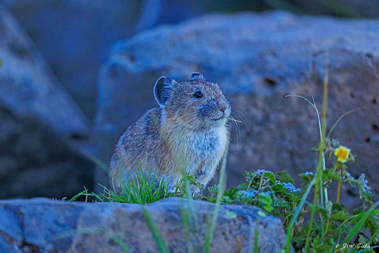 A pika chews on some vegetation in Yellowstone National Park.