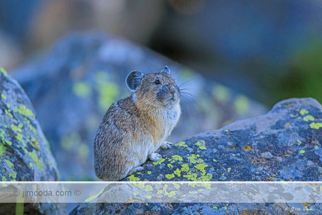 A pika poses on a lichen-covered boulder in Yellowstone National Park.