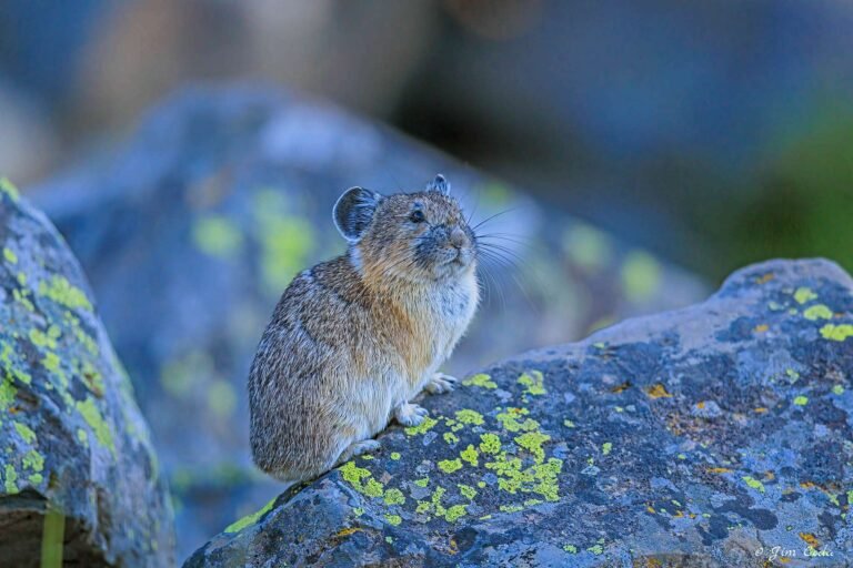 A pika poses on a lichen-covered boulder in Yellowstone National Park.