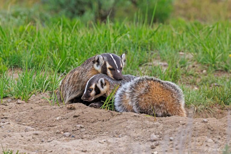 Mother badger rests her chin on one of her cubs.