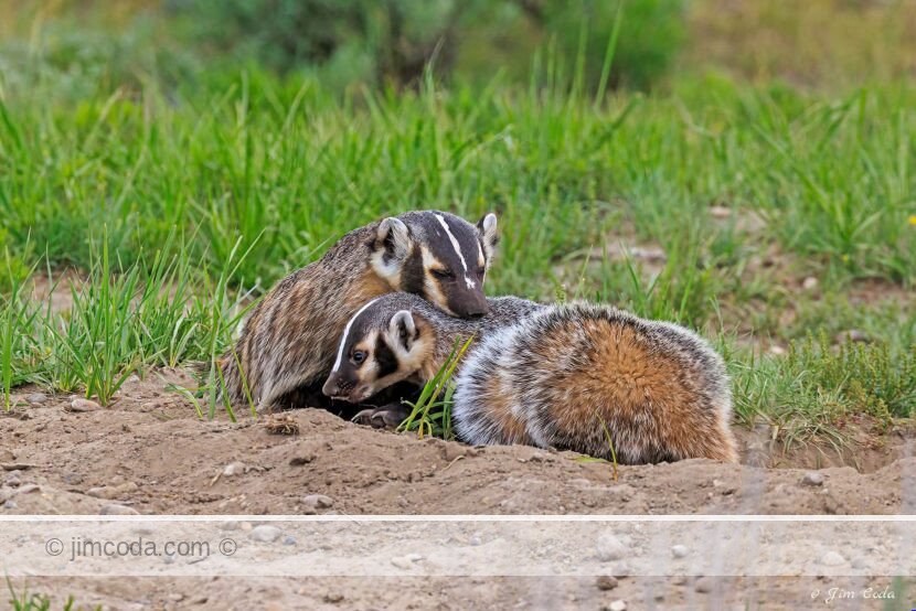 Mother badger rests her chin on one of her cubs.