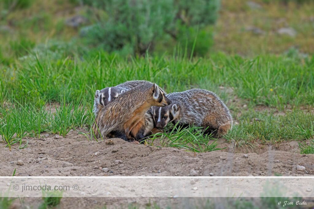 A badger mom with her two cubs at the den in Yellowstone National Park.