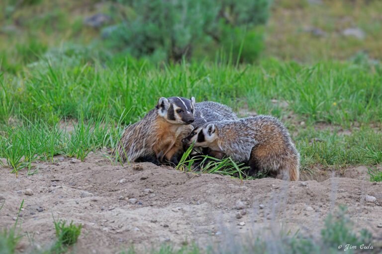 A badger mom spends time above ground with her cubs in Yellowstone National Park.