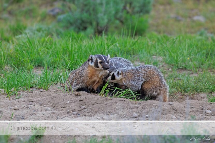A badger mom spends time above ground with her cubs in Yellowstone National Park.