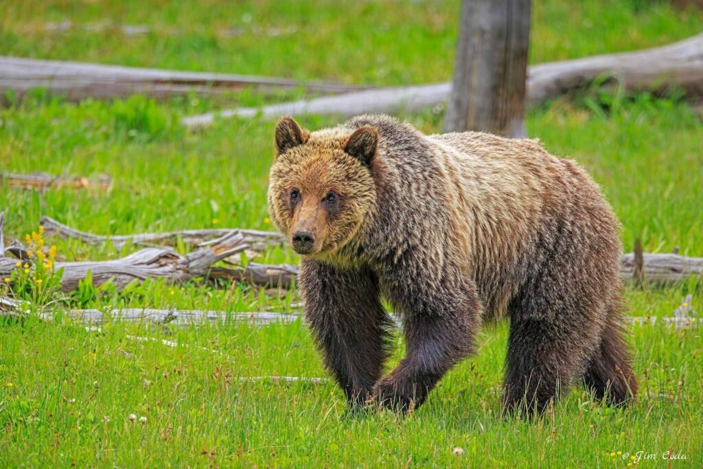 A grizzly bear feeds in a grassy meadow in Yellowstone National Park.
