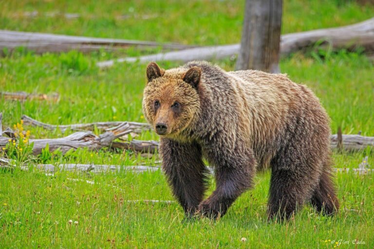 A grizzly bear feeds in a grassy meadow in Yellowstone National Park.