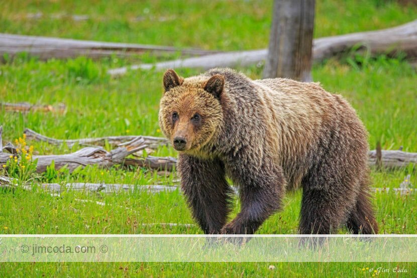 A grizzly bear feeds in a grassy meadow in Yellowstone National Park.
