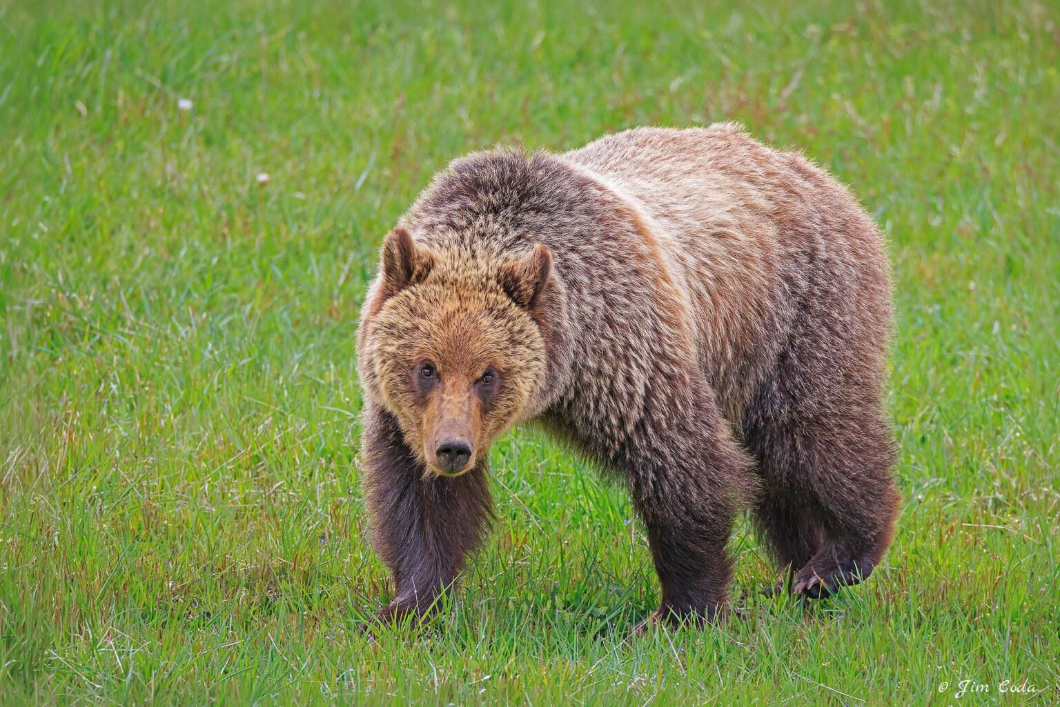 A grizzly bear grazes in a meadow at Roaring Mountain, Yellowstone National Park.