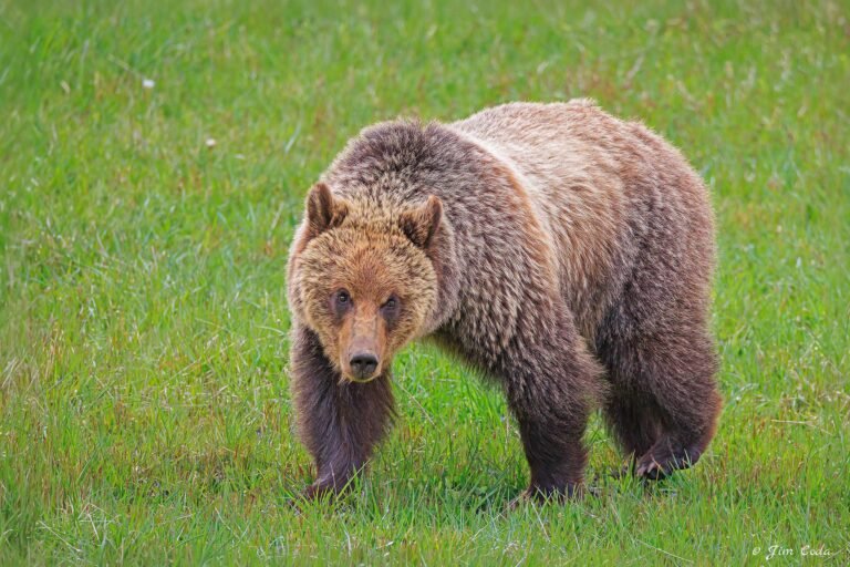 A grizzly bear grazes in a meadow at Roaring Mountain, Yellowstone National Park.