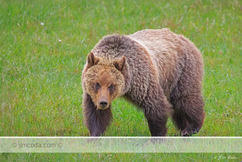 A grizzly bear grazes in a meadow at Roaring Mountain, Yellowstone National Park.