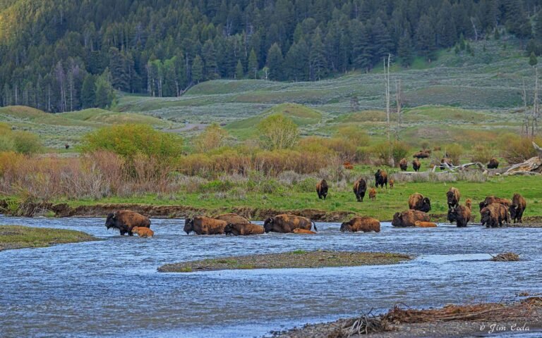 Bison cross in the confluence area in Yellowstone National Park.