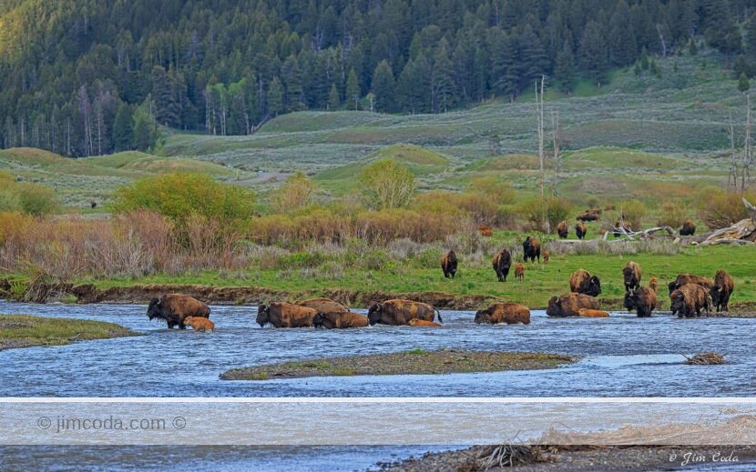 Bison cross in the confluence area in Yellowstone National Park.