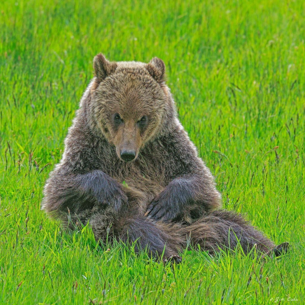 A grizzly bear grooms itself while sitting in a meadow in Yellowstone National Park.