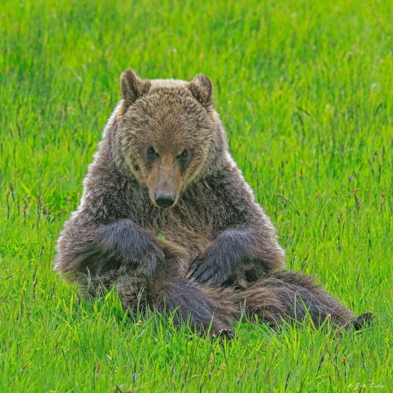A grizzly bear grooms itself while sitting in a meadow in Yellowstone National Park.
