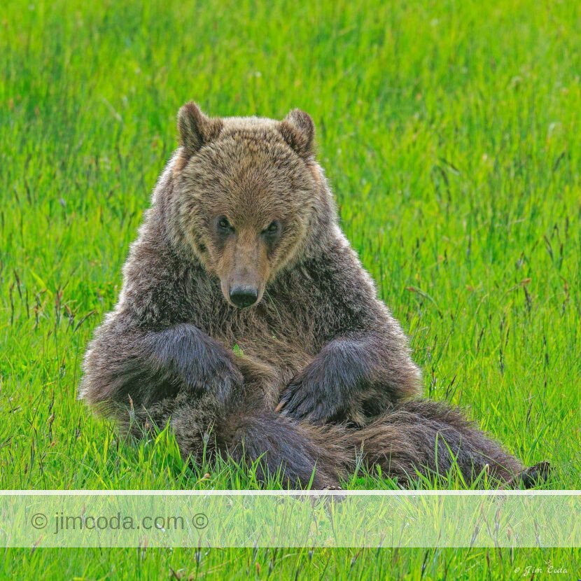 A grizzly bear grooms itself while sitting in a meadow in Yellowstone National Park.