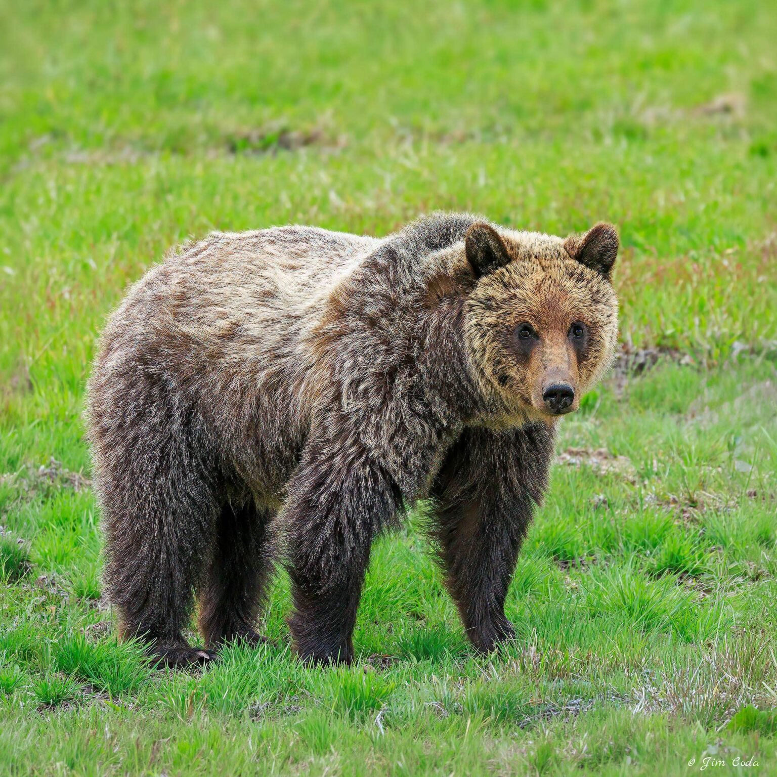 A grizzly bear stops in a meadow on the west side of Yellowstone National Park.